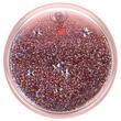Popsockets Suport PopGrip Stand Adeziv Tidepool Rose, resigilat
